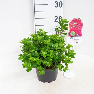 Rhododendron (AJ) 'Moederkensdag' ROOD 30-40 cm cont. 3,0L - afbeelding 2