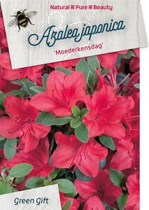 Rhododendron (AJ) 'Moederkensdag' ROOD 40-50 cm cont. 10L