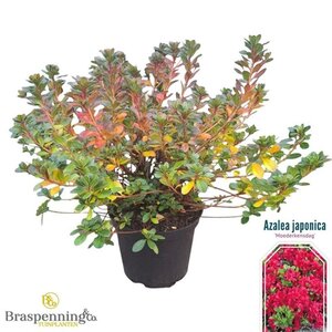 Rhododendron (AJ) 'Moederkensdag' ROOD 40-50 cm cont. 10L
