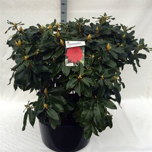 Rhododendron 'Markeeta's Prize' ROOD 80-100 cm cont. 80L
