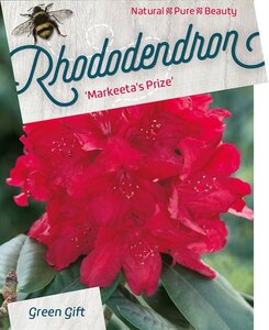 Rhododendron 'Markeeta's Prize' ROOD 80-100 cm cont. 80L - image 2
