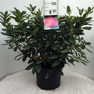 Rhododendron 'Mrs T.H. Lowinsky' WIT 60-80 cm cont. 20L - afbeelding 1