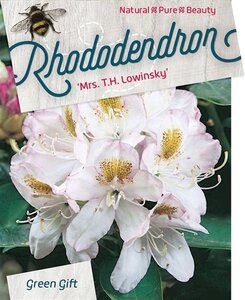 Rhododendron 'Mrs T.H. Lowinsky' WIT 60-80 cm cont. 20L - afbeelding 2