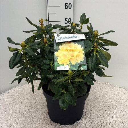 Rhododendron 'Nancy Evans' WIT 40-50 cm cont. 10L - afbeelding 1