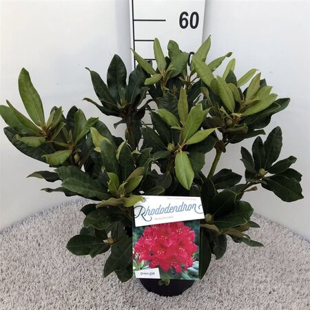 Rhododendron 'Nova Zembla' ROOD 30-40 cm cont. 5,0L - afbeelding 2