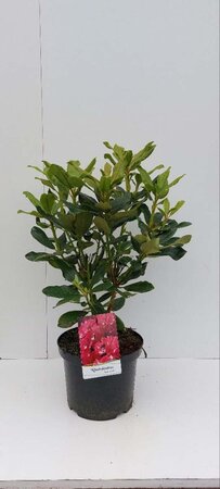 Rhododendron 'Nova Zembla' ROOD 30-40 cm cont. 5,0L - afbeelding 4