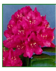 Rhododendron 'Nova Zembla' ROOD 30-40 cm cont. 5,0L - afbeelding 2