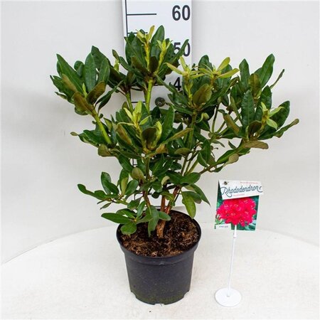 Rhododendron 'Nova Zembla' ROOD 30-40 cm cont. 5,0L - afbeelding 6