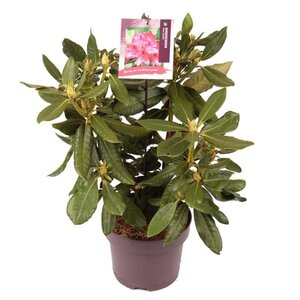 Rhododendron 'Nova Zembla' ROOD 30-40 cm cont. 5,0L - afbeelding 5
