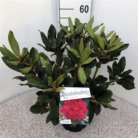 Rhododendron 'Nova Zembla' ROOD 30-40 cm cont. 5,0L - image 7