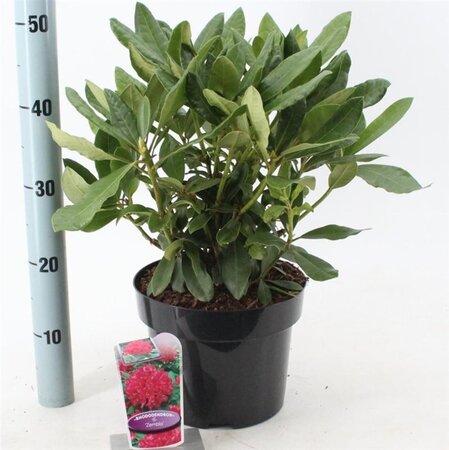 Rhododendron 'Nova Zembla' ROOD 30-40 cm cont. 5,0L - image 2