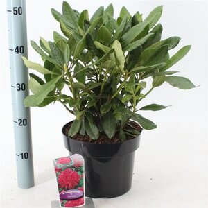 Rhododendron 'Nova Zembla' ROOD 30-40 cm cont. 5,0L - image 2