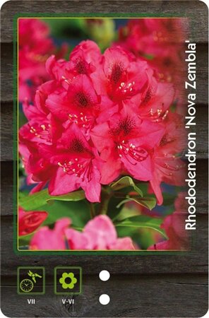 Rhododendron 'Nova Zembla' ROOD 40-50 cm cont. 4,0L - afbeelding 2
