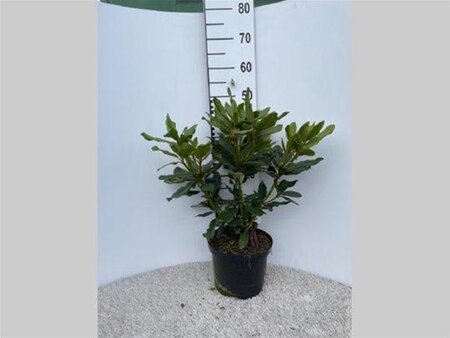 Rhododendron 'Nova Zembla' ROOD 40-50 cm cont. 5,0L - afbeelding 4
