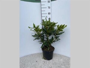 Rhododendron 'Nova Zembla' ROOD 40-50 cm cont. 5,0L - afbeelding 4