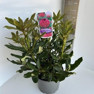 Rhododendron 'Nova Zembla' ROOD 40-50 cm cont. 5,0L - afbeelding 2