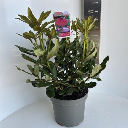 Rhododendron 'Nova Zembla' ROOD 40-50 cm cont. 5,0L - afbeelding 3