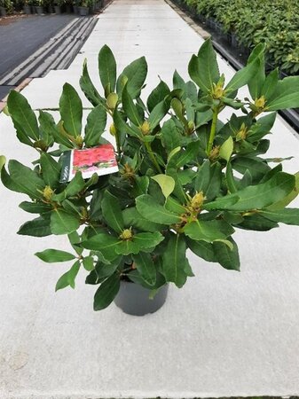 Rhododendron 'Nova Zembla' ROOD 40-50 cm cont. 5,0L - afbeelding 5