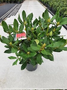 Rhododendron 'Nova Zembla' ROOD 40-50 cm cont. 5,0L - afbeelding 5