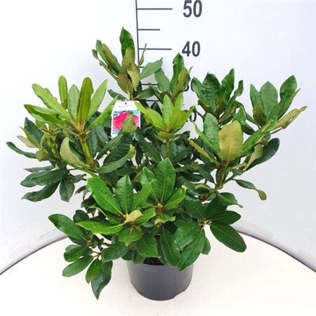 Rhododendron 'Nova Zembla' ROOD 40-50 cm cont. 7,5L - afbeelding 2