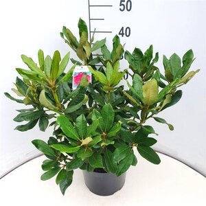 Rhododendron 'Nova Zembla' ROOD 40-50 cm cont. 7,5L - afbeelding 2