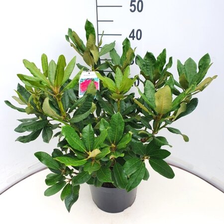 Rhododendron 'Nova Zembla' ROOD 40-50 cm cont. 7,5L - afbeelding 3