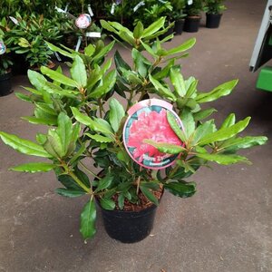 Rhododendron 'Nova Zembla' ROOD 40-50 cm cont. 7,5L - afbeelding 4
