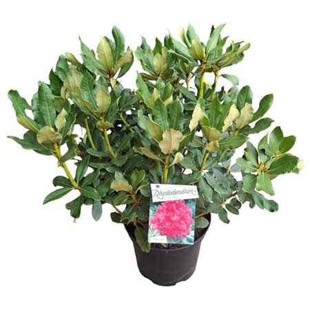 Rhododendron 'Nova Zembla' ROOD 50-60 cm cont. 10L - afbeelding 2