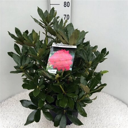 Rhododendron 'Nova Zembla' ROOD 50-60 cm cont. 10L - afbeelding 3