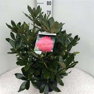 Rhododendron 'Nova Zembla' ROOD 50-60 cm cont. 10L - afbeelding 3