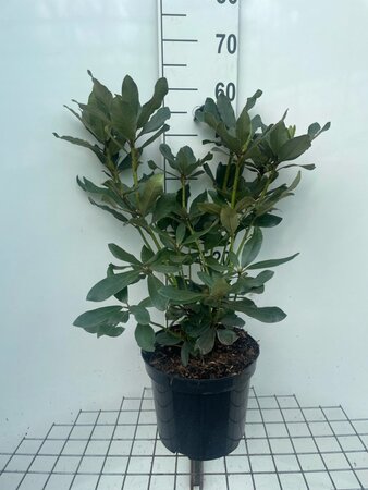 Rhododendron 'Nova Zembla' ROOD 50-60 cm cont. 7,5L - afbeelding 3