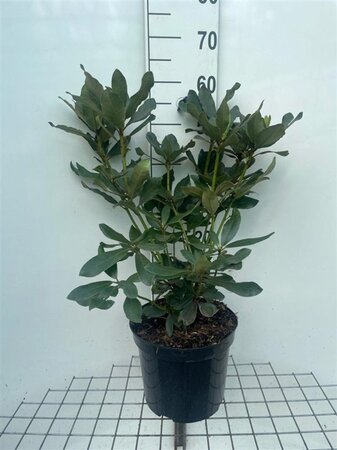 Rhododendron 'Nova Zembla' ROOD 50-60 cm cont. 7,5L - afbeelding 2