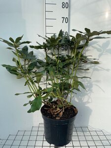 Rhododendron 'Nova Zembla' ROOD 50-60 cm cont. 7,5L - afbeelding 3