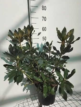 Rhododendron 'Nova Zembla' ROOD 50-60 cm cont. 7,5L - afbeelding 3