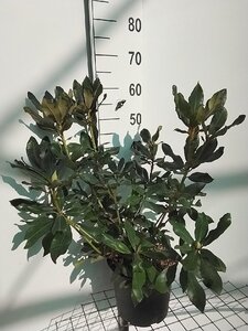 Rhododendron 'Nova Zembla' ROOD 50-60 cm cont. 7,5L - afbeelding 3