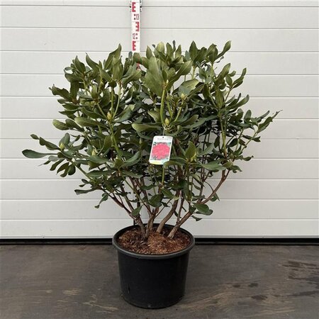 Rhododendron 'Nova Zembla' ROOD 60-80 cm cont. 20L - afbeelding 3