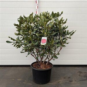 Rhododendron 'Nova Zembla' ROOD 60-80 cm cont. 20L - afbeelding 3