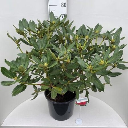 Rhododendron 'Nova Zembla' ROOD 60-80 cm cont. 20L - afbeelding 4