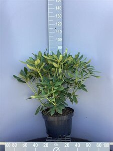 Rhododendron 'Nova Zembla' ROOD 60-80 cm cont. 20L - afbeelding 5