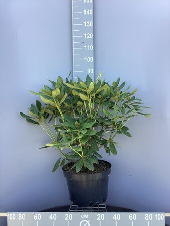 Rhododendron 'Nova Zembla' ROOD 60-80 cm cont. 20L - afbeelding 6