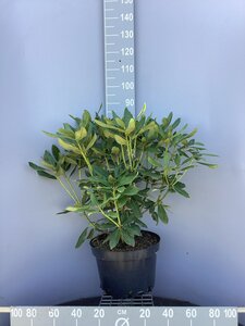 Rhododendron 'Nova Zembla' ROOD 60-80 cm cont. 20L - afbeelding 6