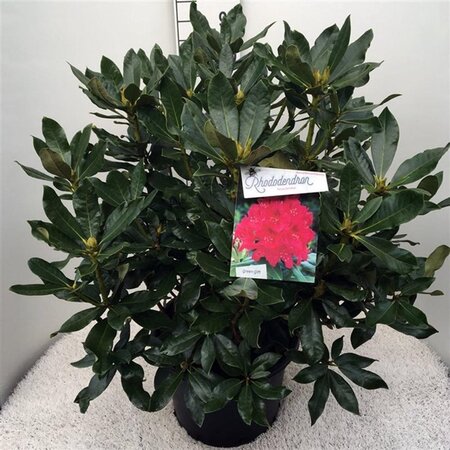Rhododendron 'Nova Zembla' ROOD 60-80 cm cont. 20L - afbeelding 3