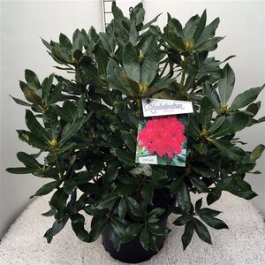 Rhododendron 'Nova Zembla' ROOD 60-80 cm cont. 20L - afbeelding 3