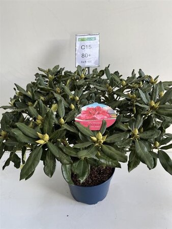 Rhododendron 'Nova Zembla' ROOD 70-80 cm cont. 15L - afbeelding 2