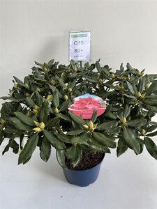 Rhododendron 'Nova Zembla' ROOD 70-80 cm cont. 15L - afbeelding 2