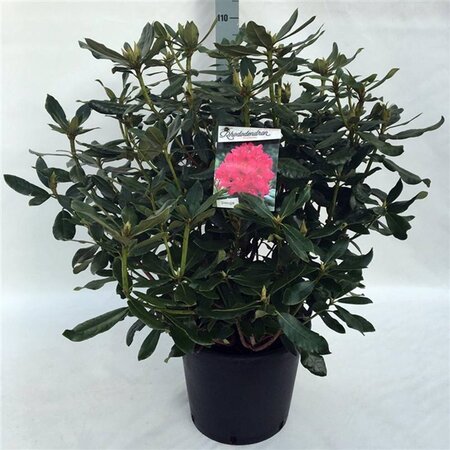 Rhododendron 'Nova Zembla' ROOD 70-80 cm cont. 30L - afbeelding 1