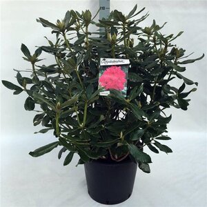 Rhododendron 'Nova Zembla' ROOD 70-80 cm cont. 30L