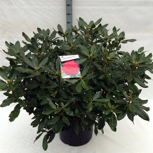 Rhododendron 'Nova Zembla' ROOD 80-100 cm cont. 40L - afbeelding 2