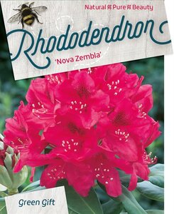 Rhododendron 'Nova Zembla' ROOD 80-100 cm cont. 40L