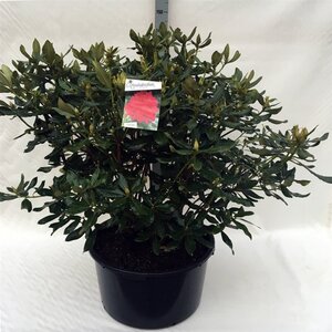 Rhododendron 'Nova Zembla' ROOD 80-100 cm cont. 80L
